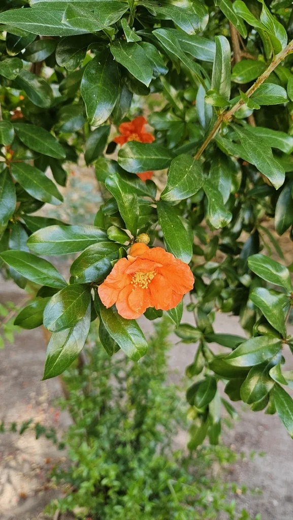 Punica granatum