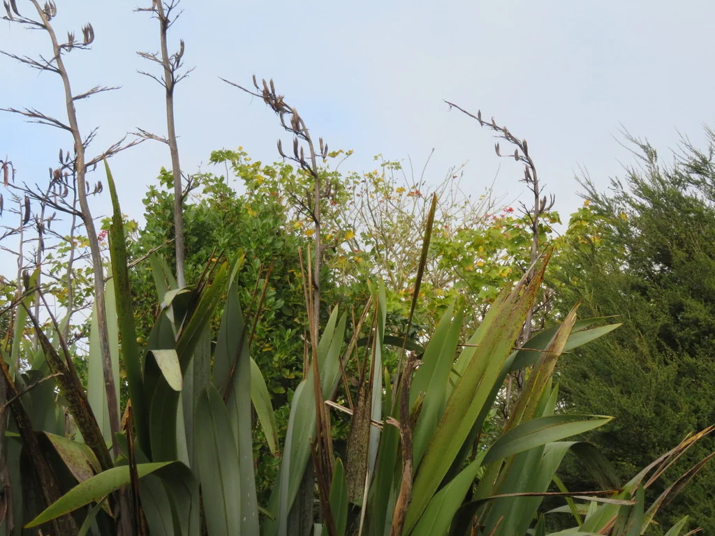 Erythrina X Sykesii