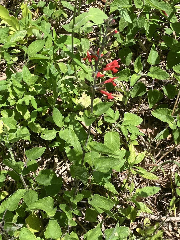 Salvia coccinea