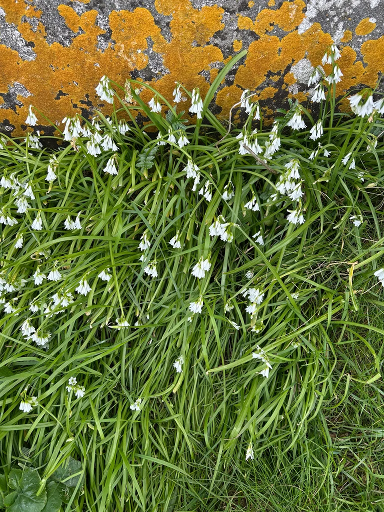 Allium Triquetrum