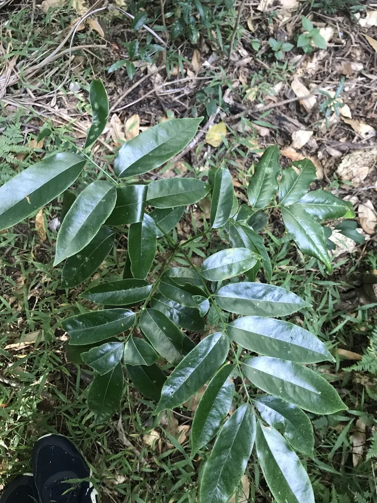 Castanospermum Australe
