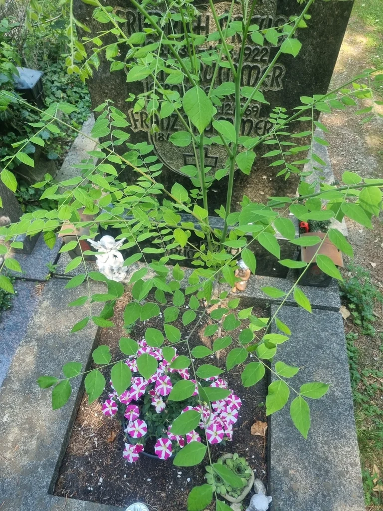 Gymnocladus Dioicus
