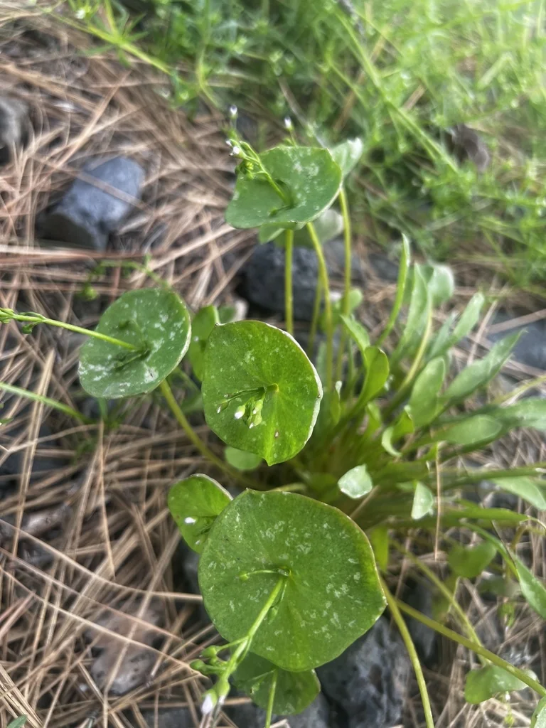 Claytonia Perfoliata