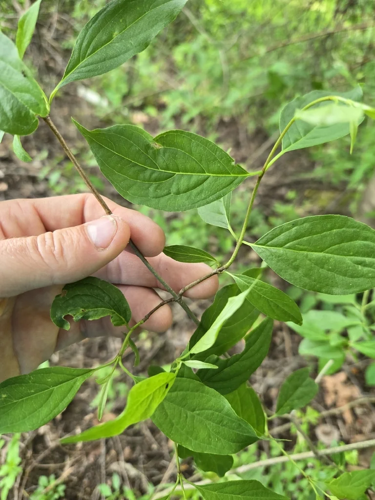 Cornus Racemosa