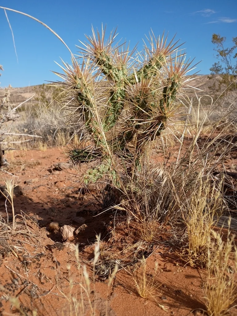 Cylindropuntia Echinocarpa