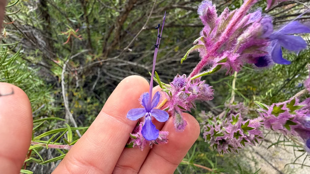 Trichostema Lanatum