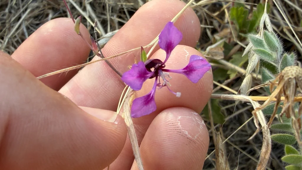 Clarkia Unguiculata