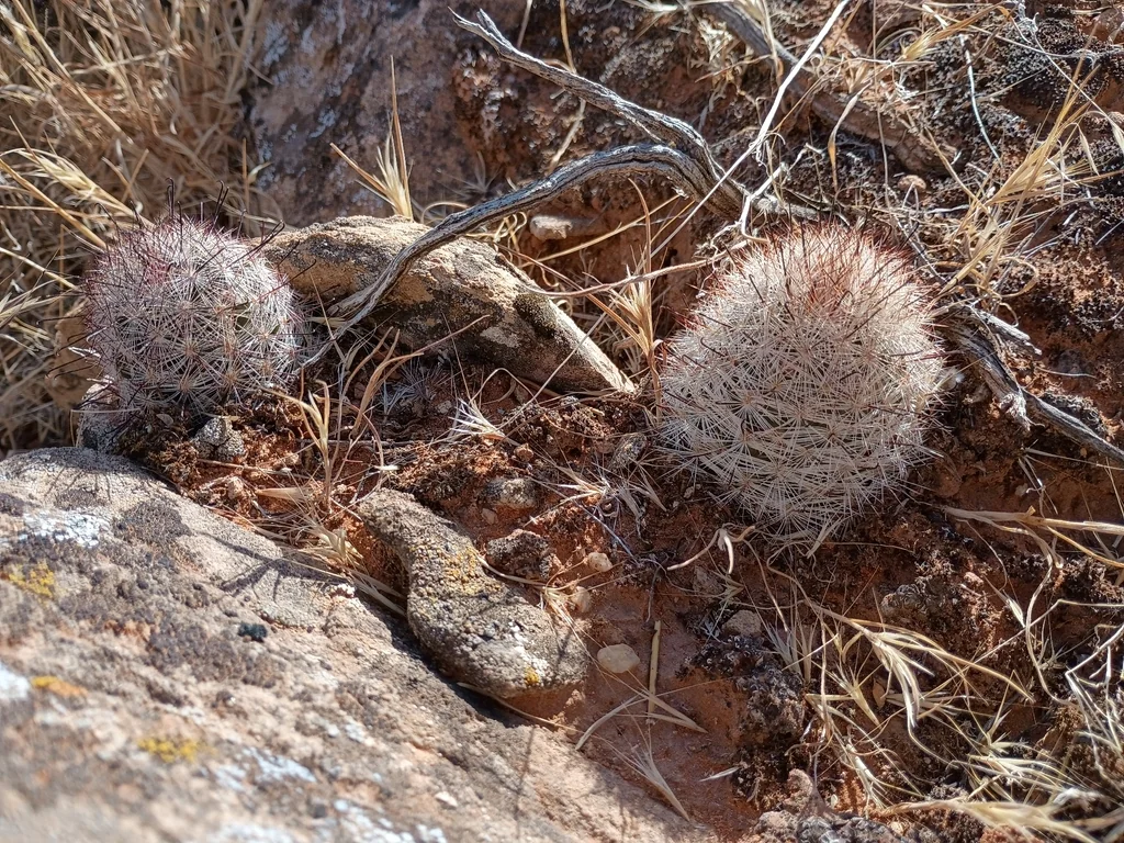 Mammillaria Tetrancistra