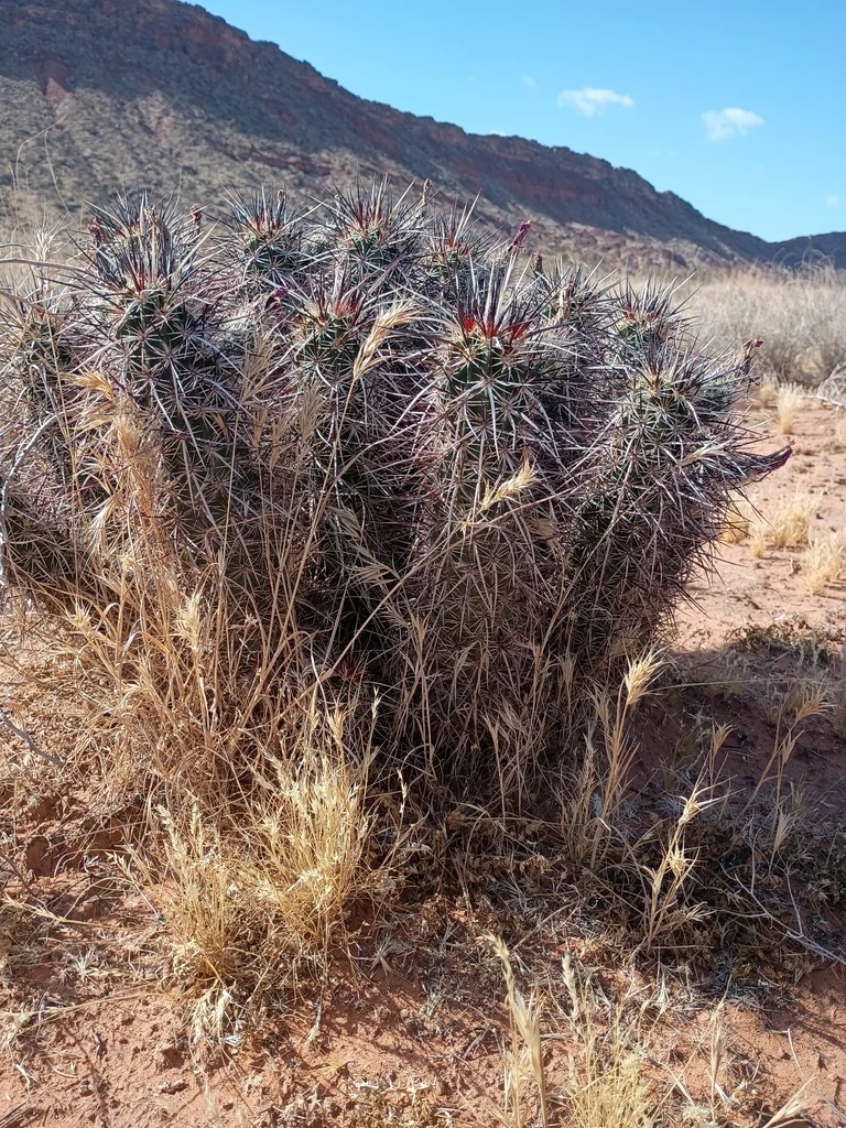 Echinocereus Engelmannii