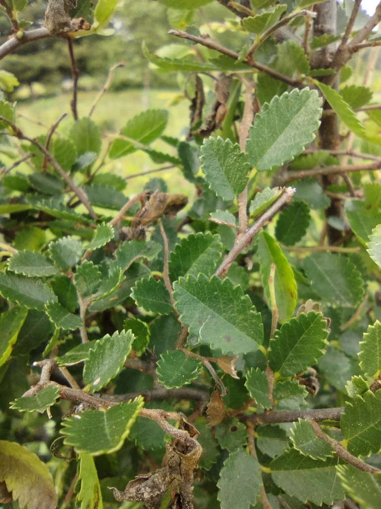 Ulmus Parvifolia
