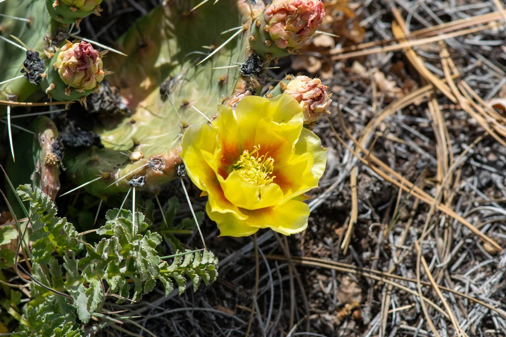 Opuntia Phaeacantha