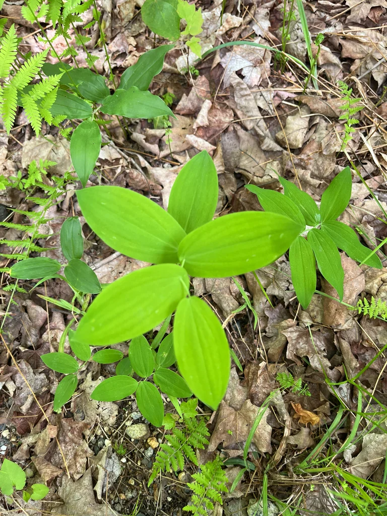 Uvularia Perfoliata