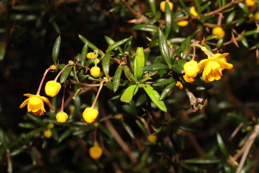 Berberis X Stenophylla
