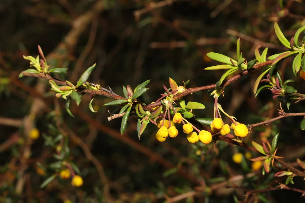 Berberis X Stenophylla