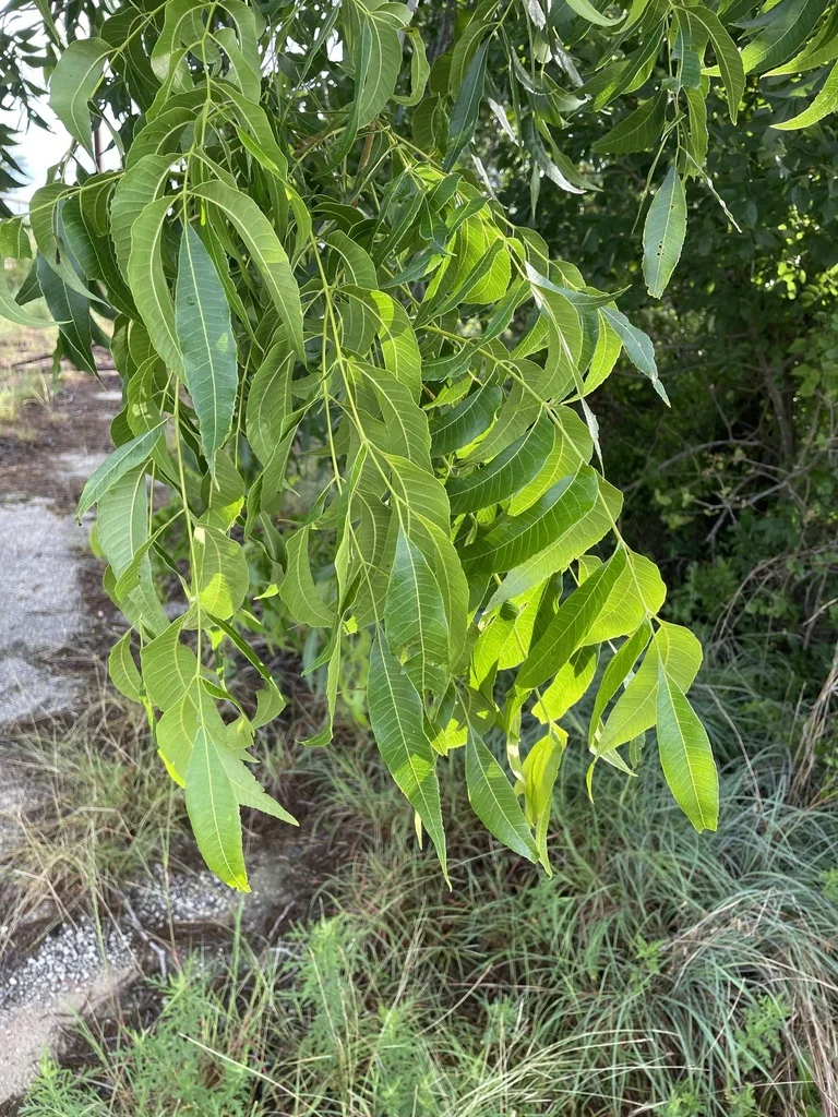 Carya illinoinensis