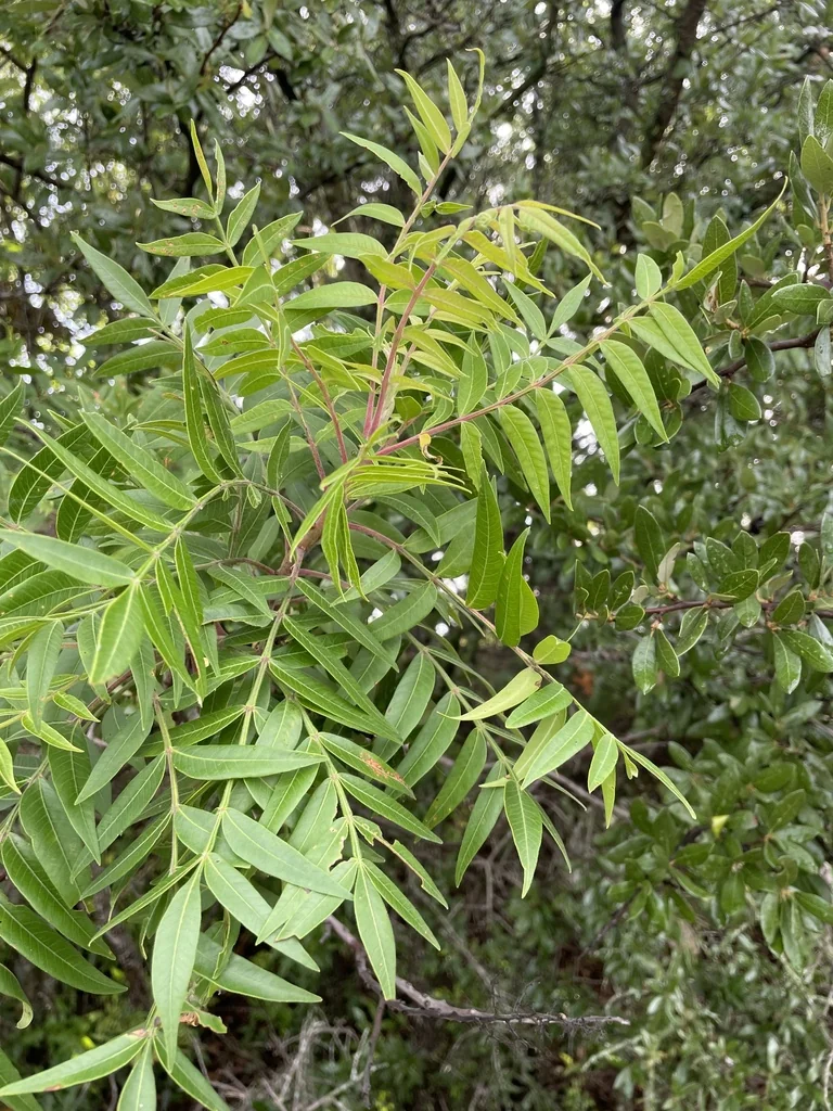 Rhus Lanceolata