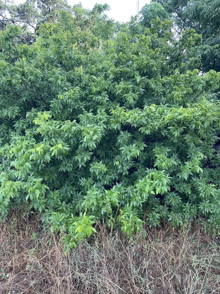 Ungnadia Speciosa