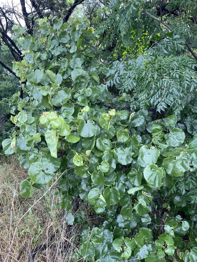 Cercis Canadensis Var. Texensis