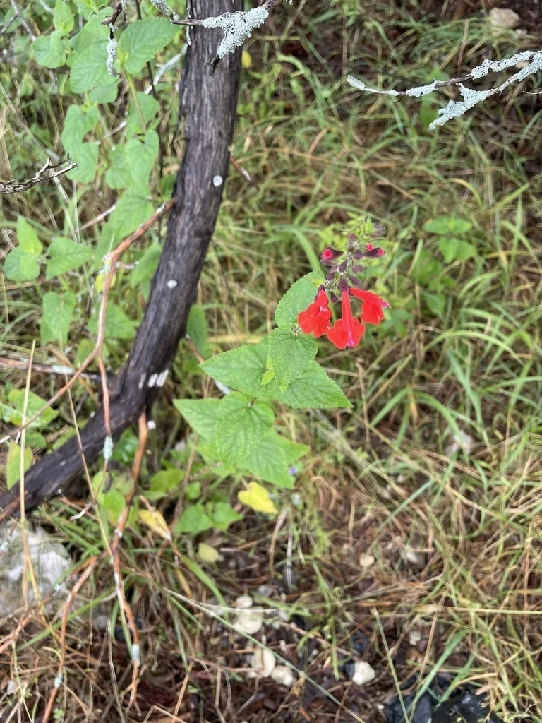 Salvia coccinea
