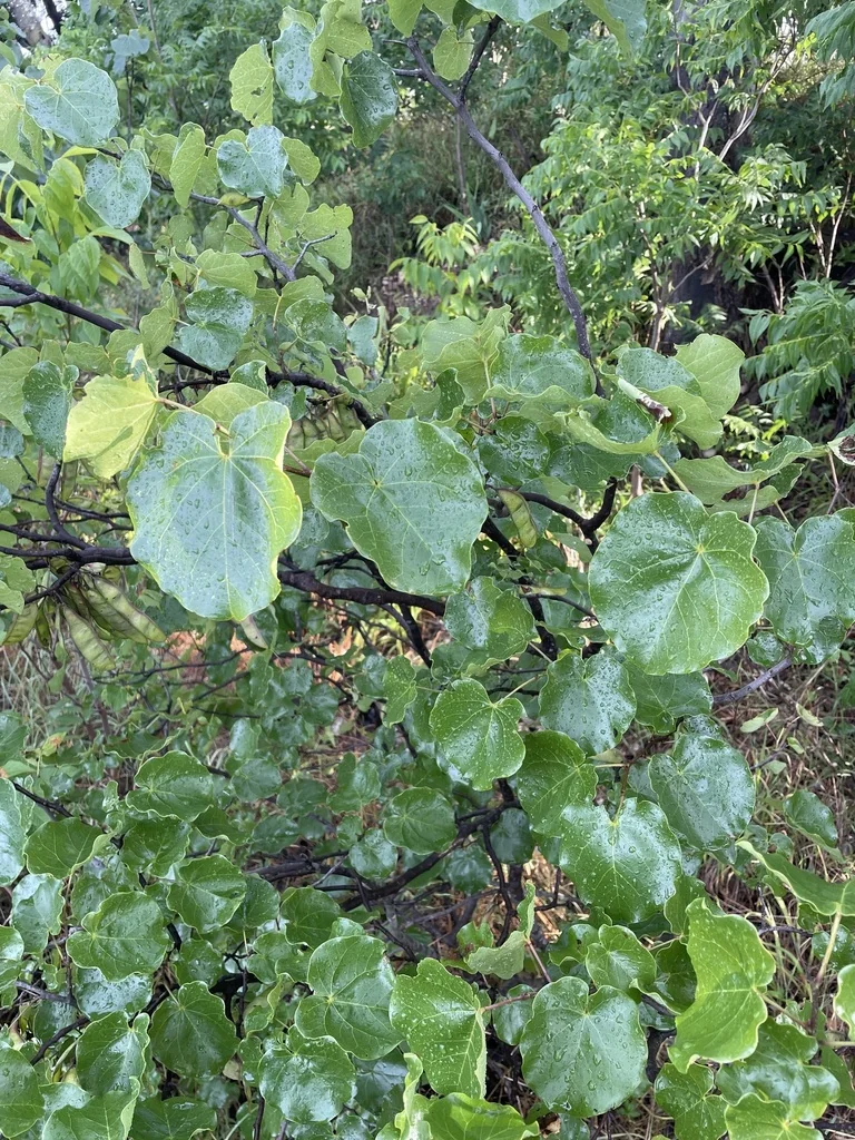 Cercis Canadensis Var. Texensis