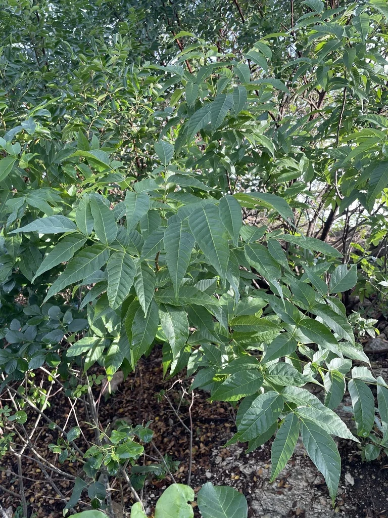 Ungnadia Speciosa