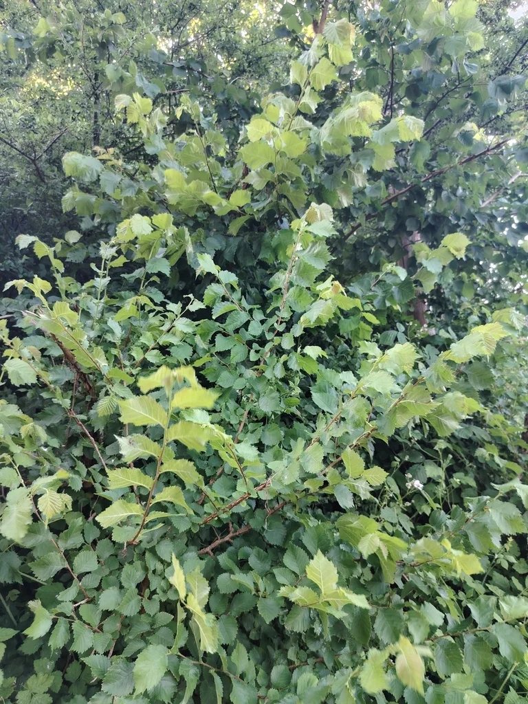Ulmus Procera