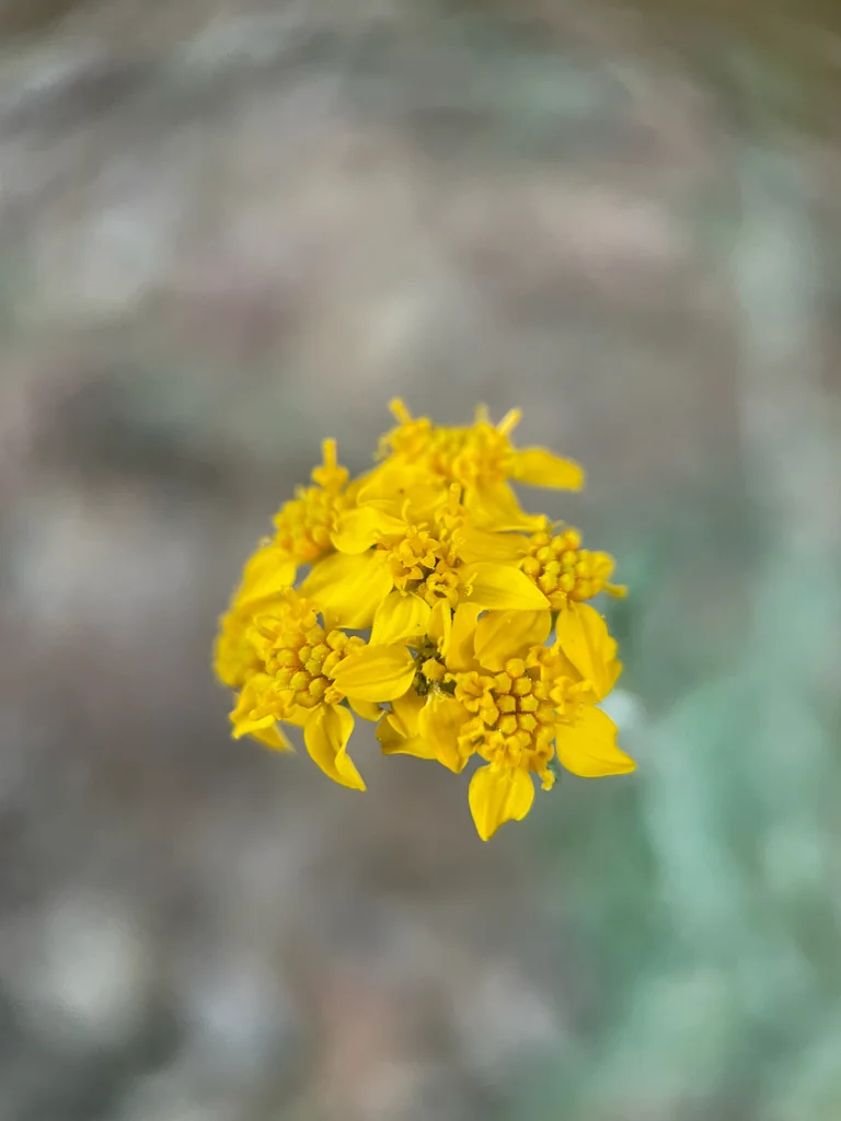 Eriophyllum Confertiflorum