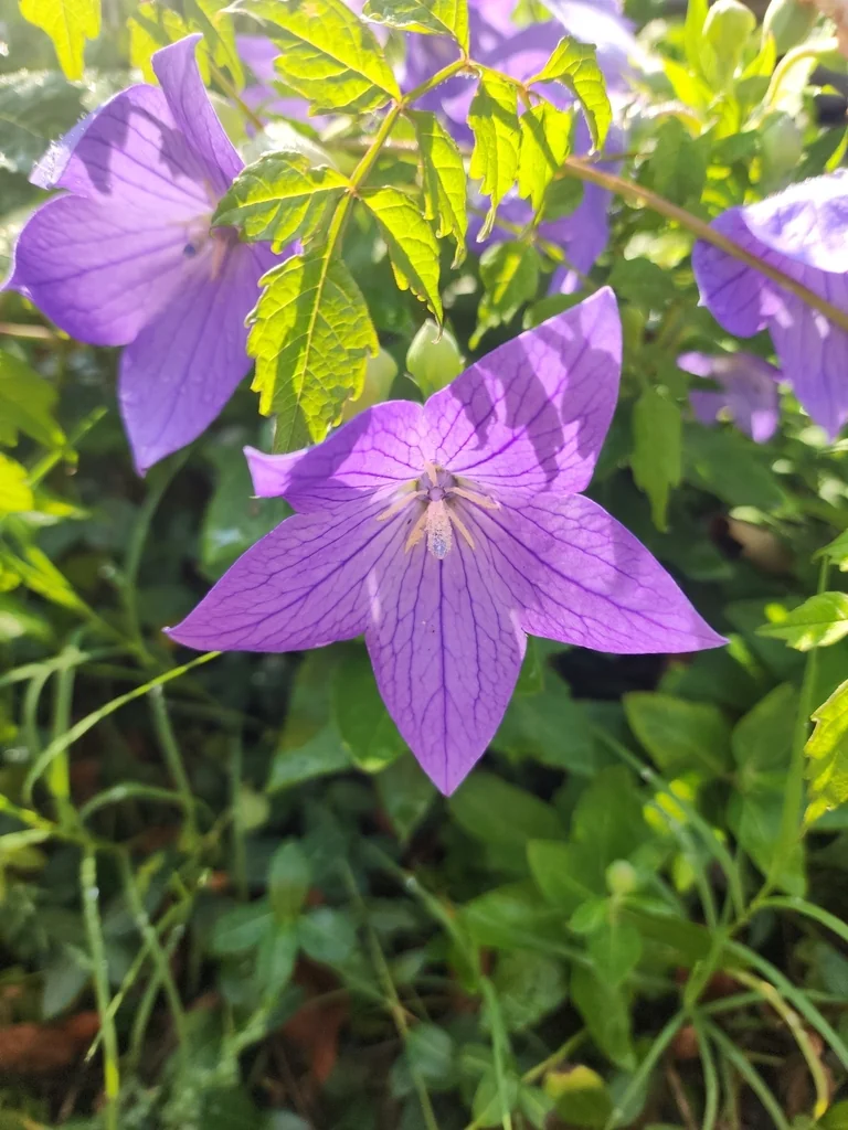 Platycodon Grandiflorus