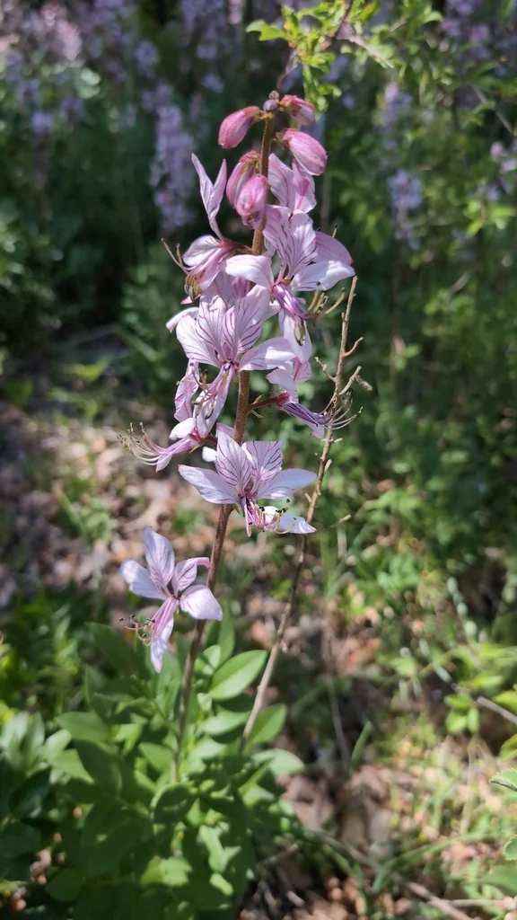Dictamnus Albus