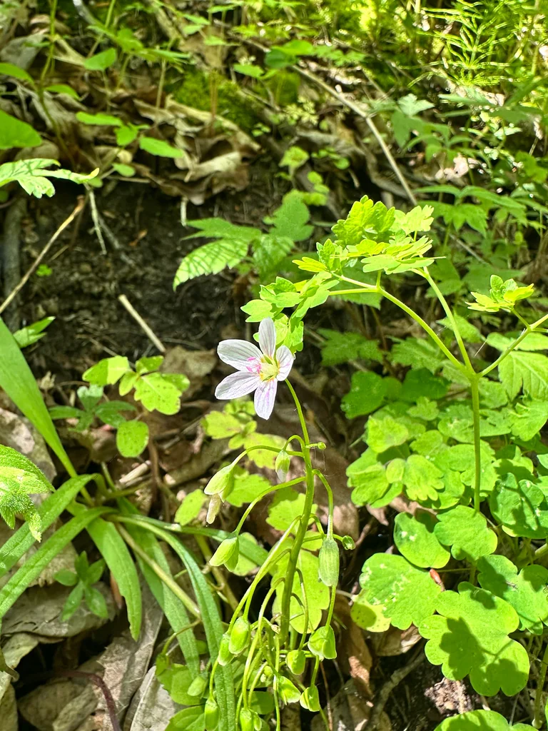 Claytonia Virginica