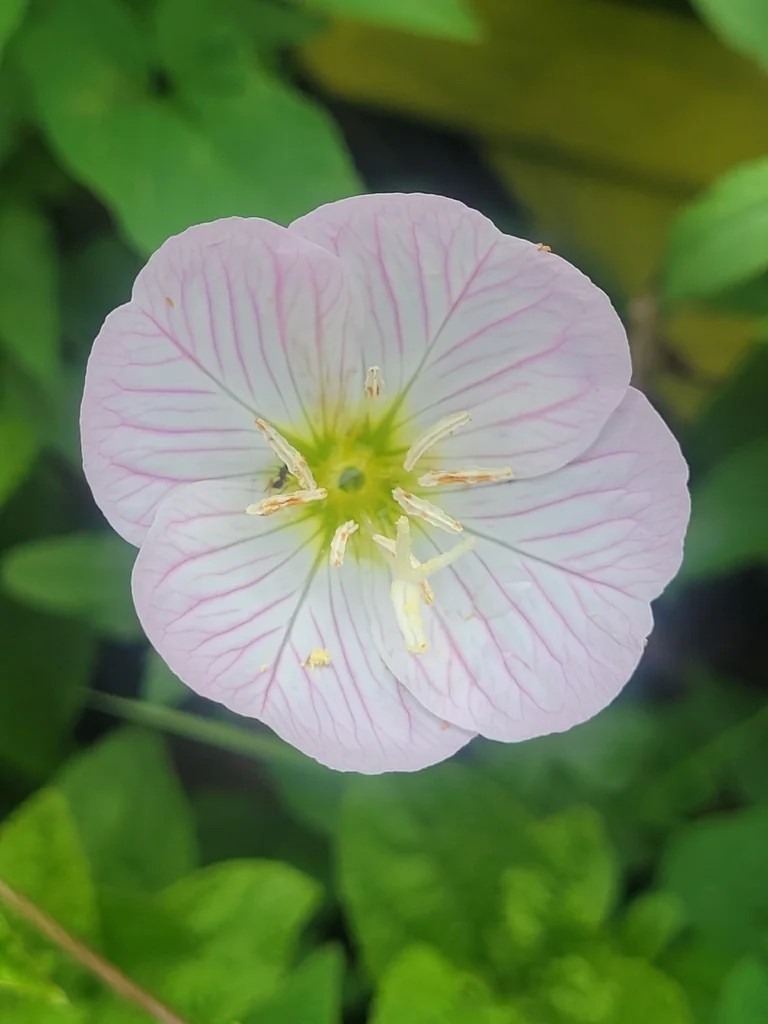 Oenothera Speciosa