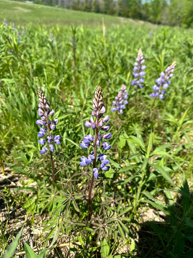 Lupinus Perennis