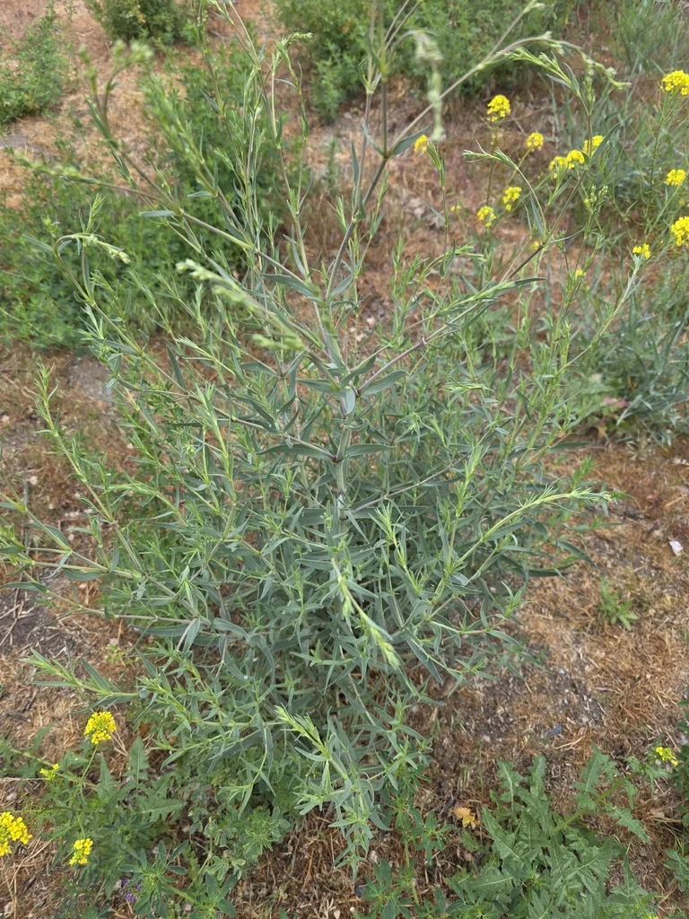 Gypsophila paniculata