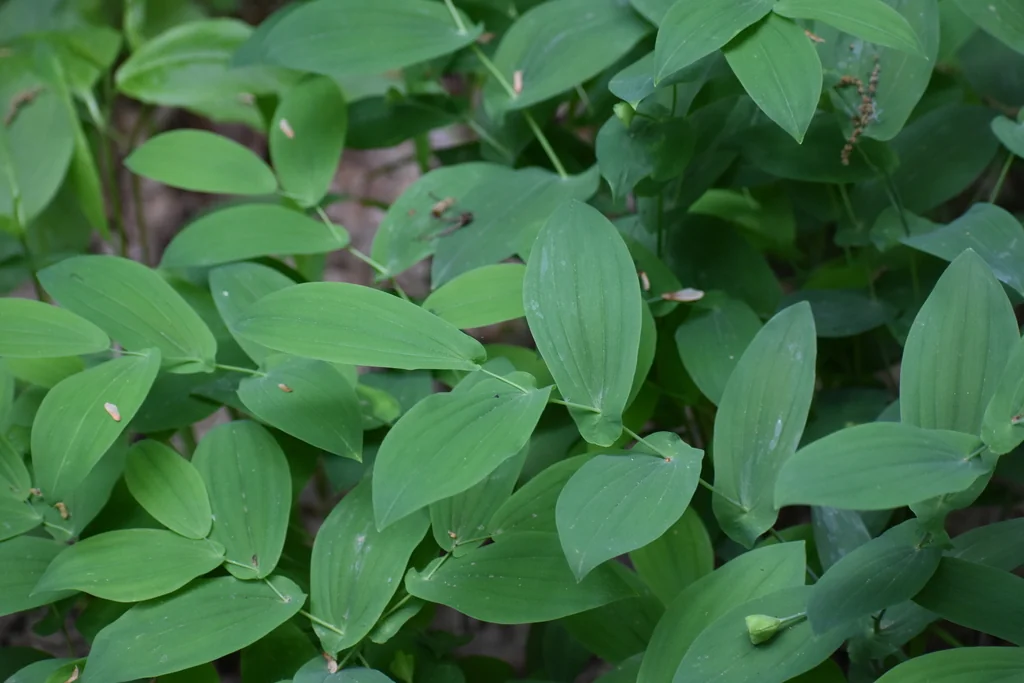 Uvularia grandiflora