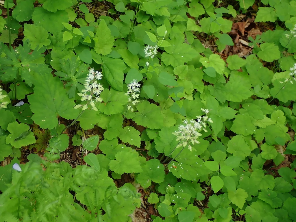 Tiarella Cordifolia