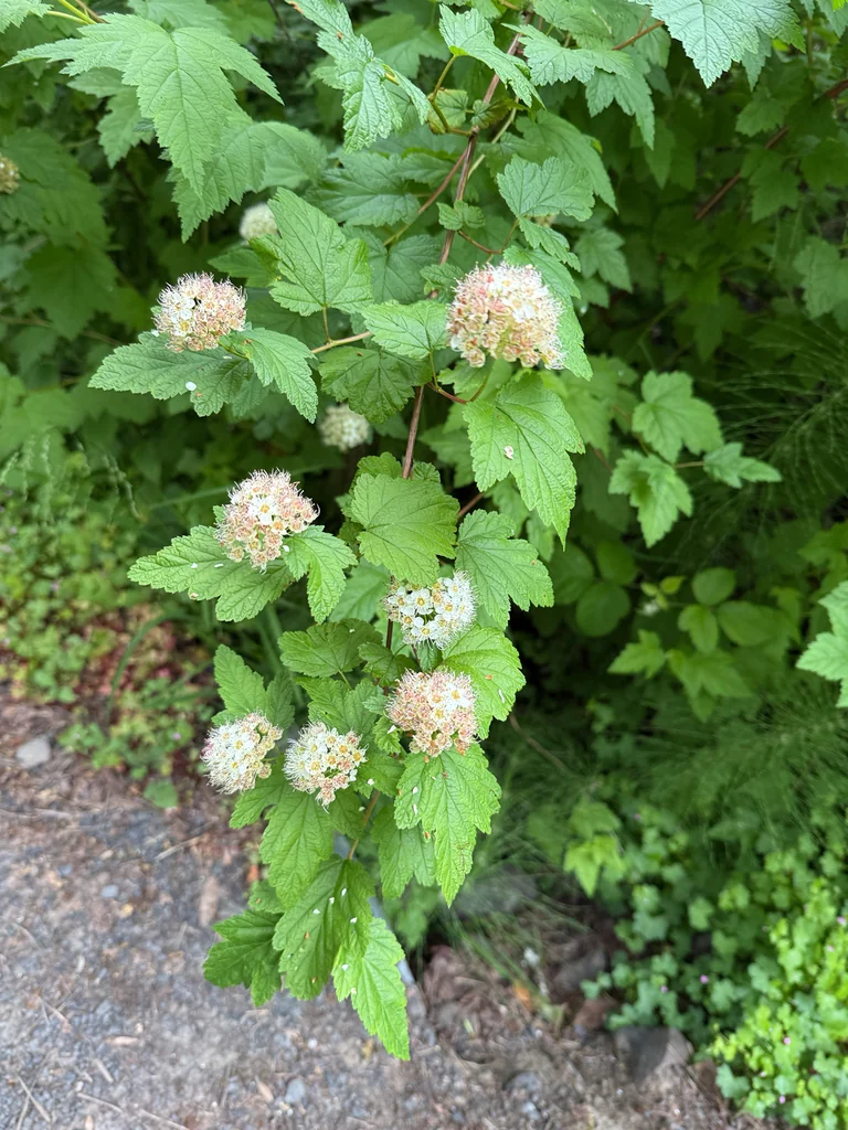 Physocarpus Capitatus