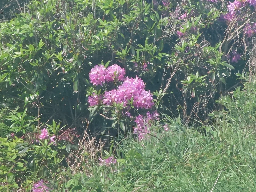 Rhododendron Ponticum