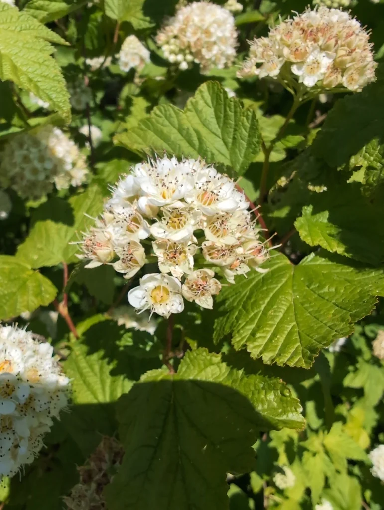Physocarpus Capitatus