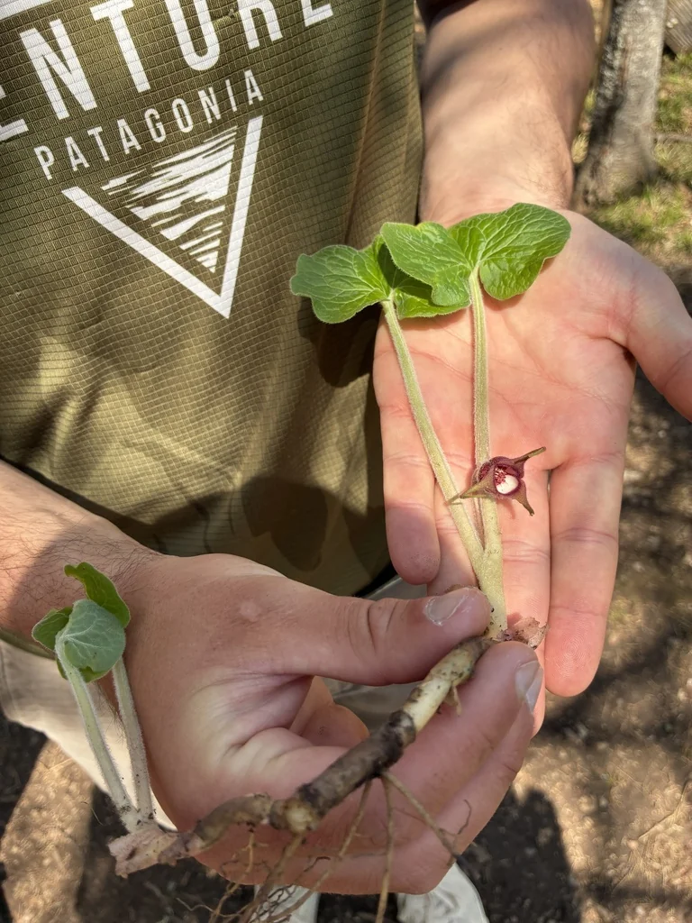 Asarum Canadense