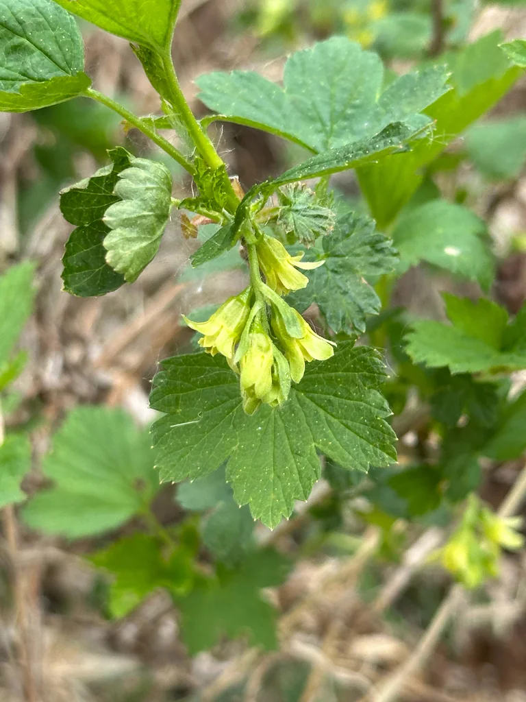Ribes Americanum