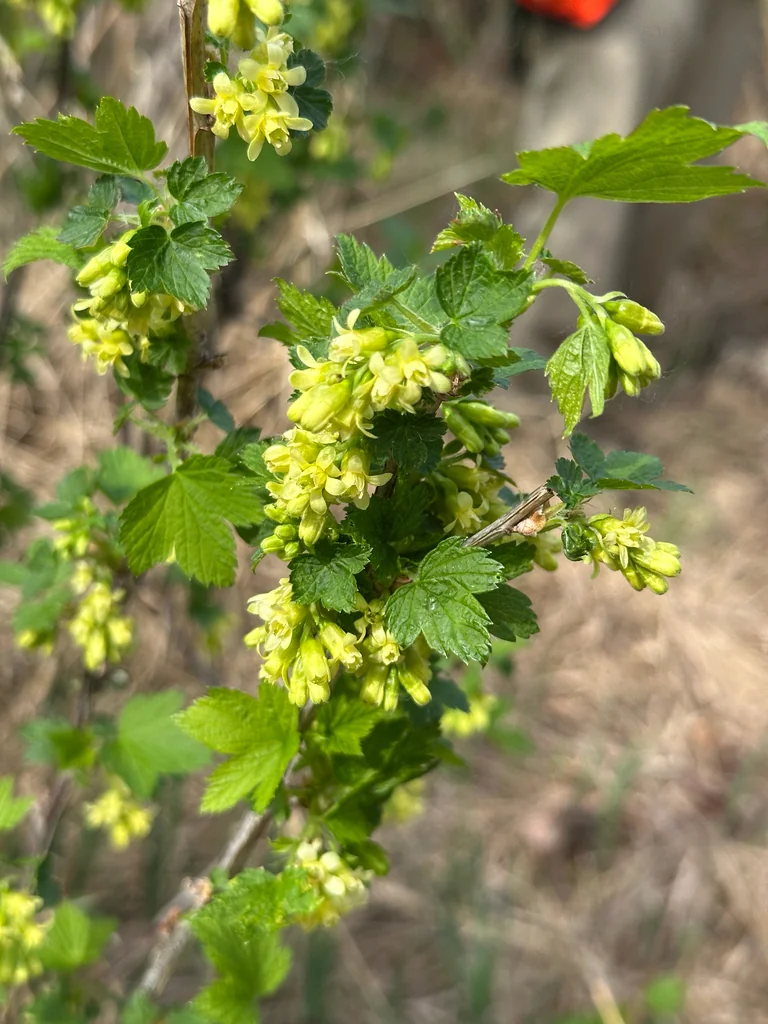 Ribes Americanum