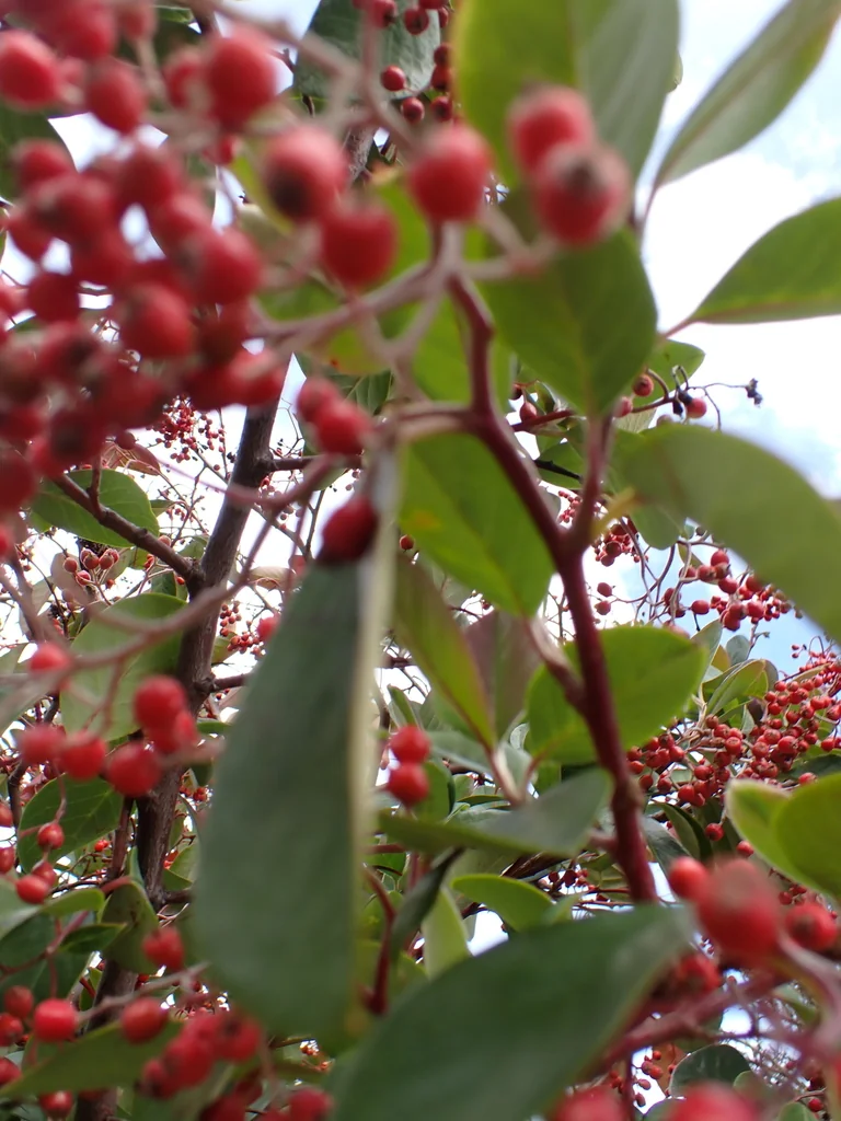 Cotoneaster Glaucophyllus