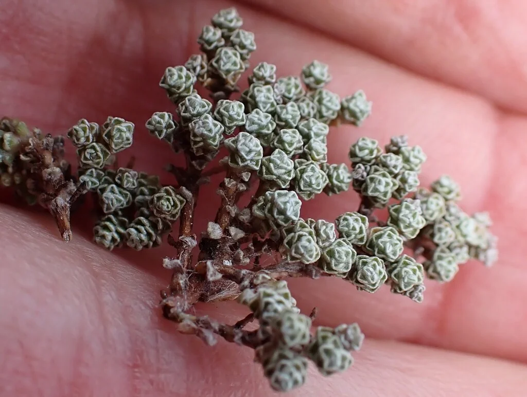 Raoulia Australis