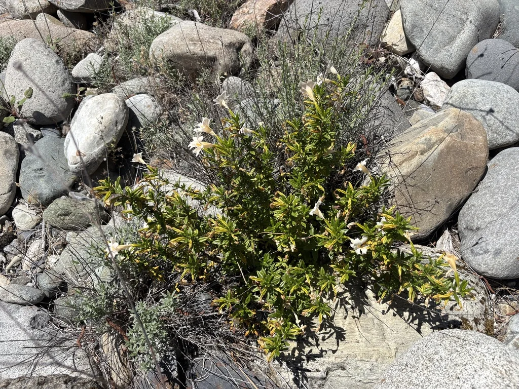 Diplacus Grandiflorus