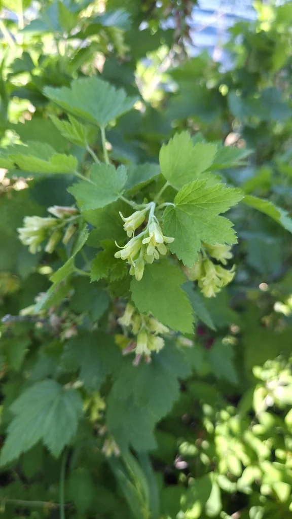 Ribes Americanum