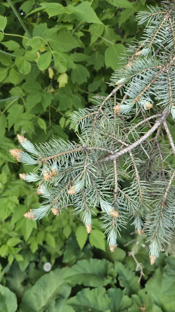 Picea Pungens