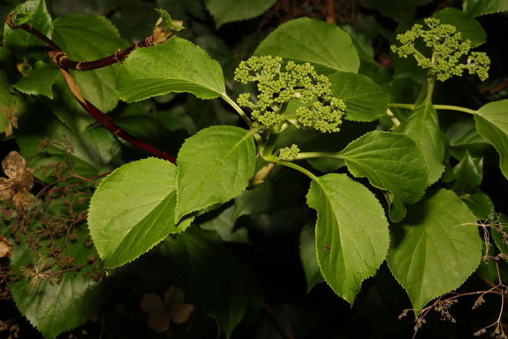 Hydrangea Anomala Petiolaris