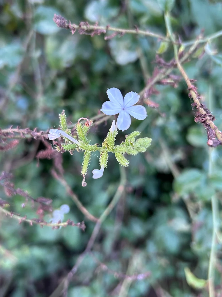 Plumbago Scandens