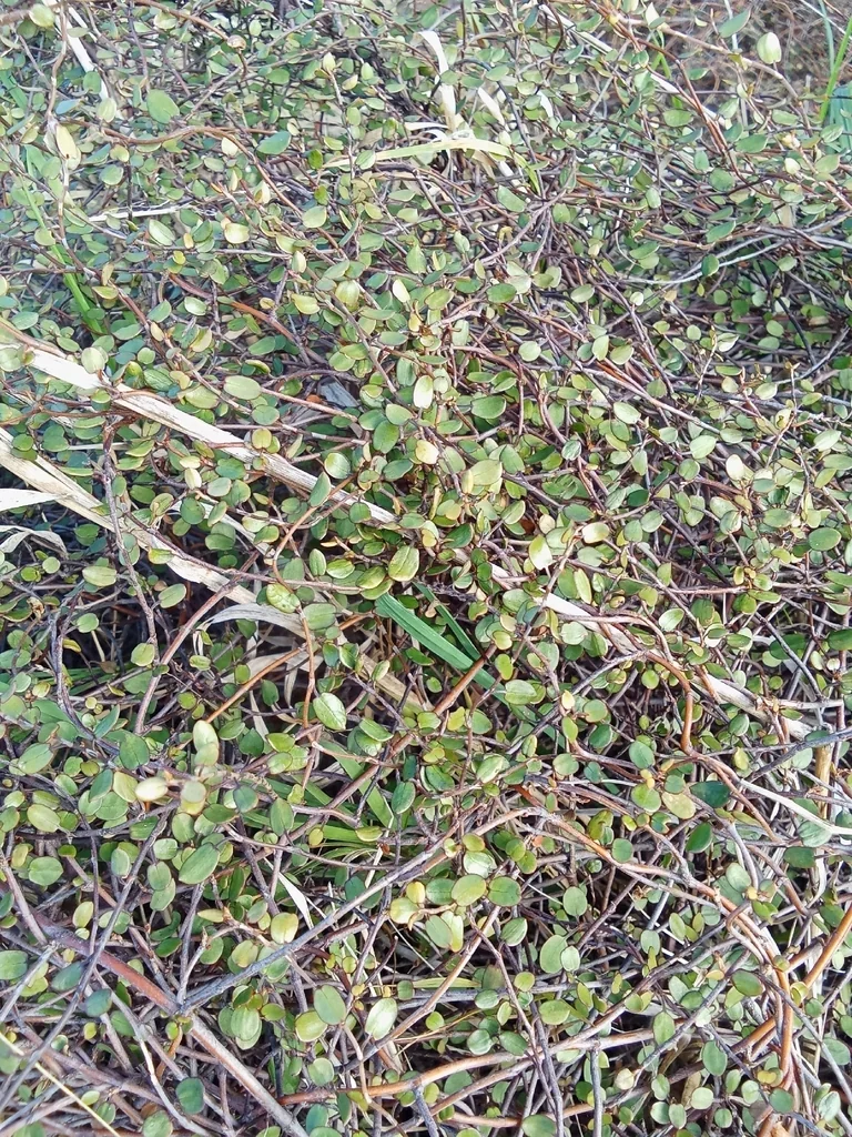 Muehlenbeckia complexa