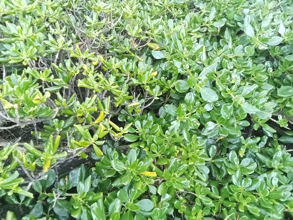 Coprosma repens